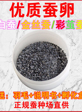 蚕卵蚕宝宝蚕茧彩色饲料春蚕卵活体彩色蚕种金丝新鲜蚕籽桑叶七卵