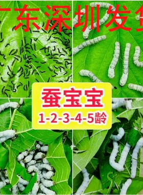 养蚕活物蚕1活体套装龄234幼蚕蚕宝宝桑叶龄小蚕春蚕学生七彩蚕卵