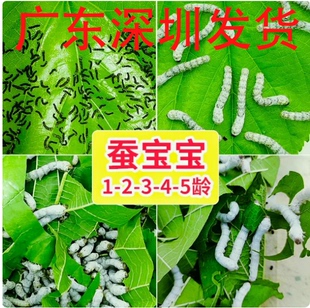 养蚕活物蚕1活体套装 龄234幼蚕蚕宝宝桑叶龄小蚕春蚕学生七彩蚕卵