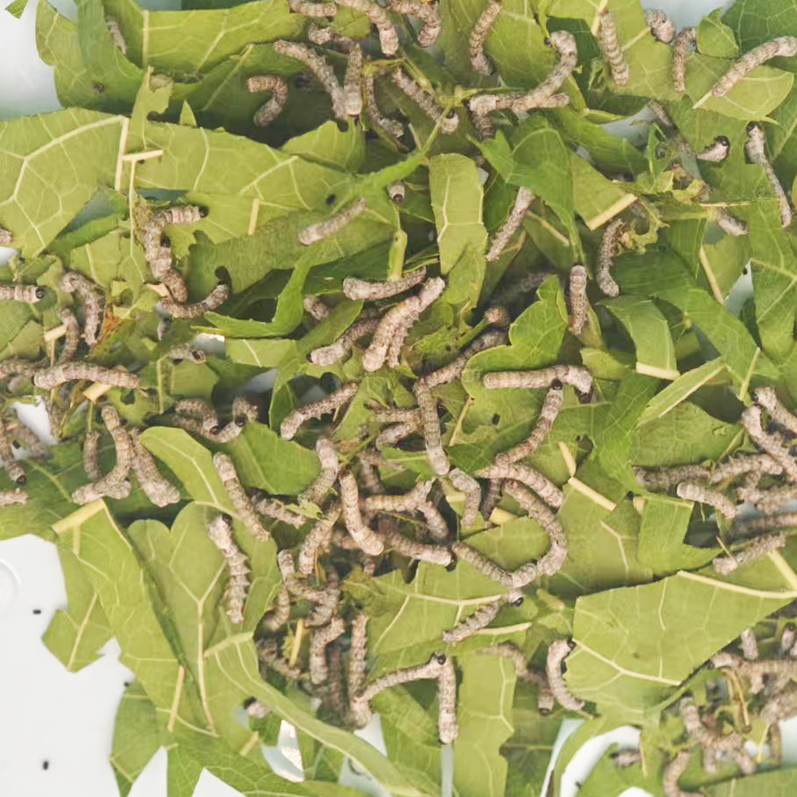 春蚕桑叶养蚕新鲜234龄蚕宝宝活体幼虫送龄小蚕学生套装儿童1活物