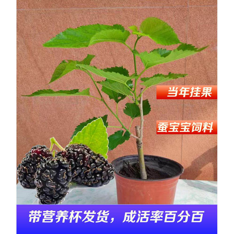 蚕宝宝桑叶树苗杯苗养蚕用树苗室内栽种学生科普养蚕专用桑叶图片