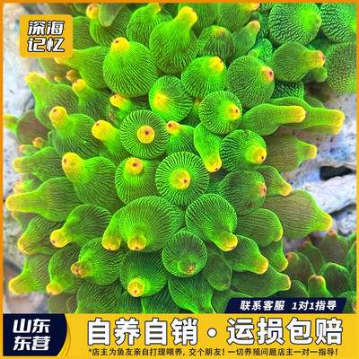 奶嘴海葵荧光绿奶嘴紫点特殊色