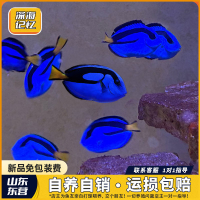 [直供价]蓝吊蓝倒吊海水鱼海洋生物活体观赏鱼宠物鱼多莉