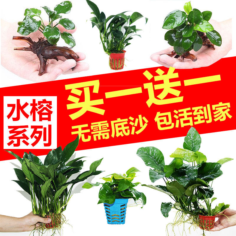 水榕水草植物鱼缸造景阴性淡水懒人活体大叶榕黄金迷你榕沉木真草