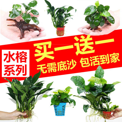 水榕植物鱼缸造景阴性懒人活体