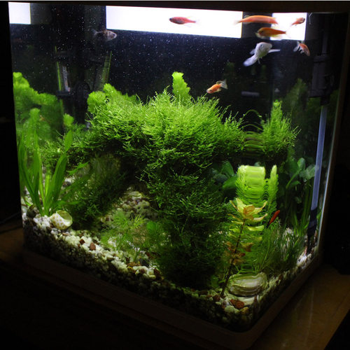 莫斯盒新手水草莫丝鱼缸淡水植物前景草坪铺底阴性绑沉木无土慕斯 - 封面