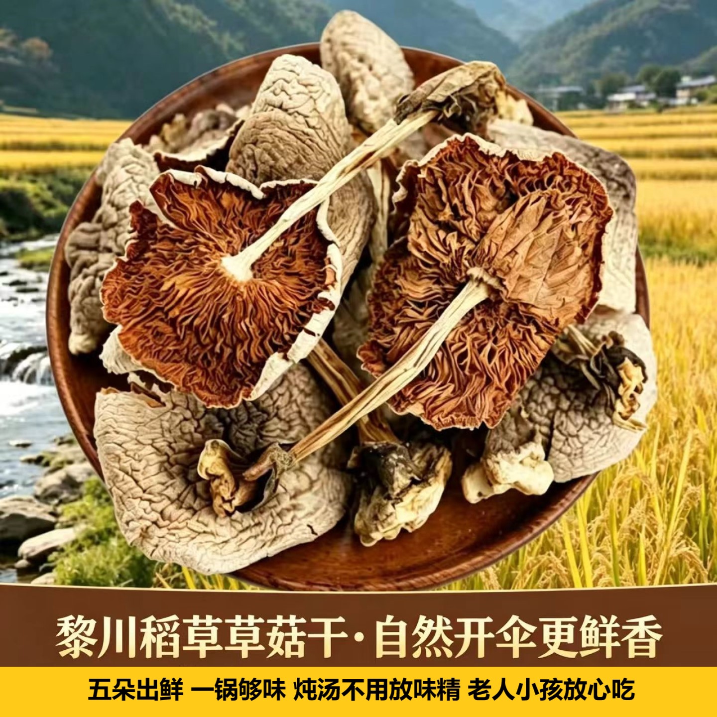 黎川稻草草菇干自然开伞更鲜香