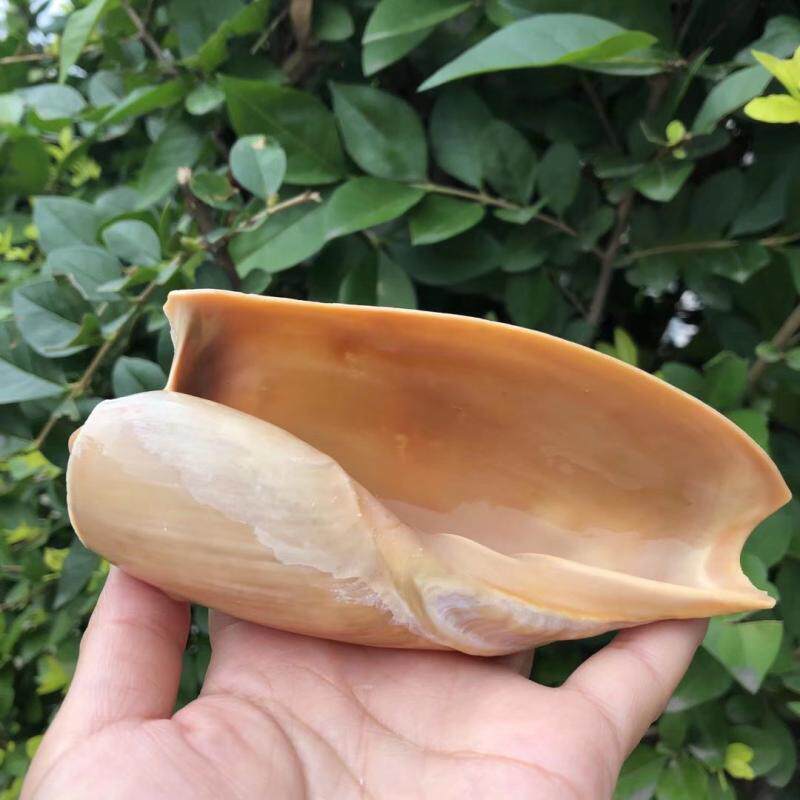 蜗螺天然海螺贝壳瓢螺鱼缸水族造景家居摆件卷鱼贝寄居蟹替换壳