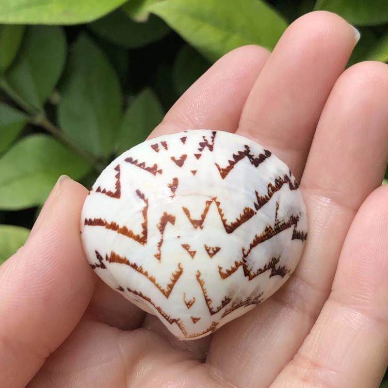 山水纹蛤天然贝壳海螺鱼缸水族造景标本螺扇形贝家居装饰品道具