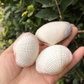 天然贝壳海螺粉色樱蛤紫色扇贝白纹蛤珍珠贝鱼缸水族装 饰创意家居