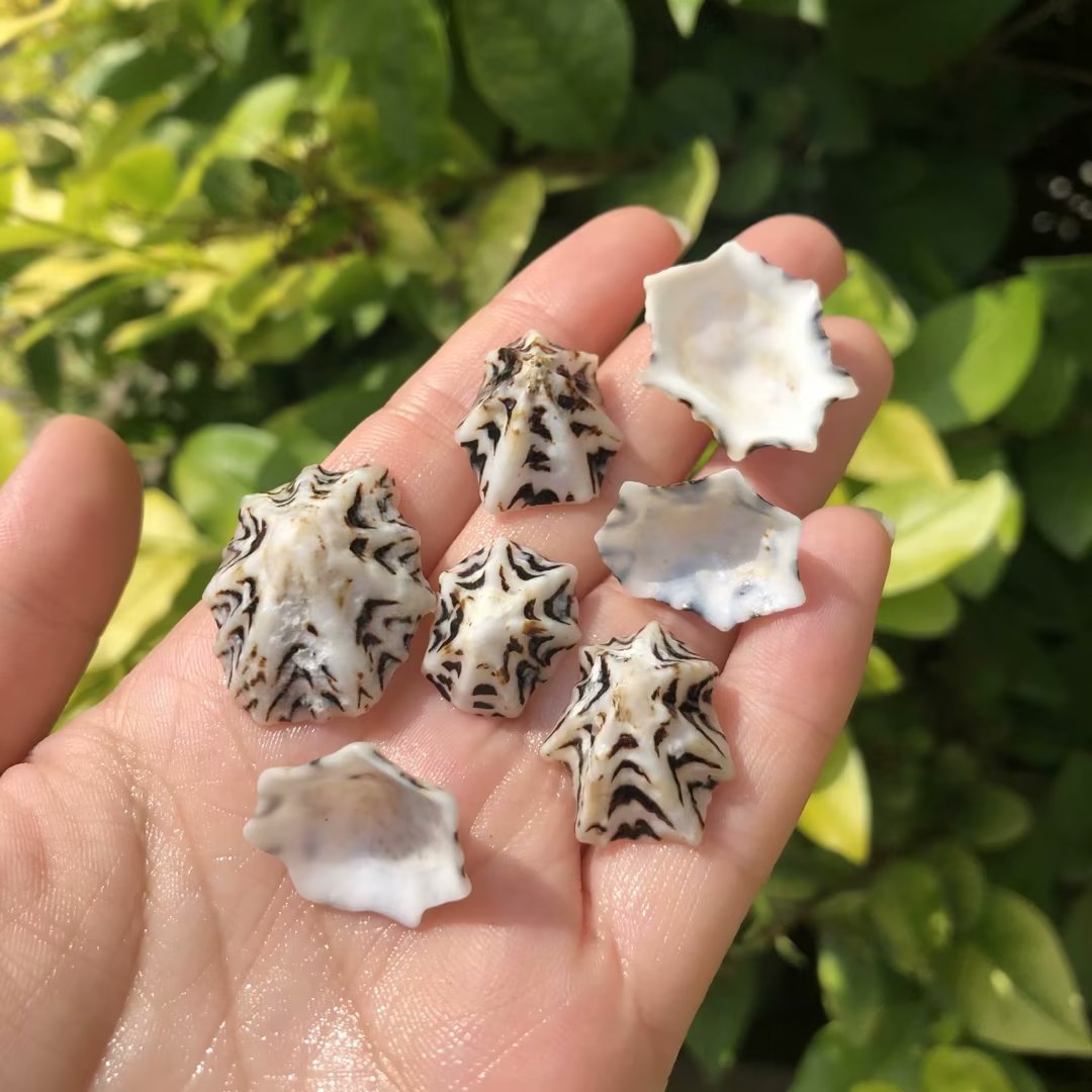 天然贝壳海螺笠螺扇形贝