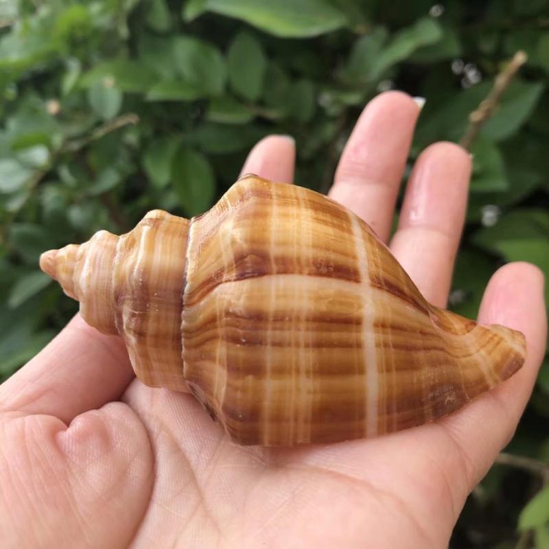 天然贝壳海螺白色香螺