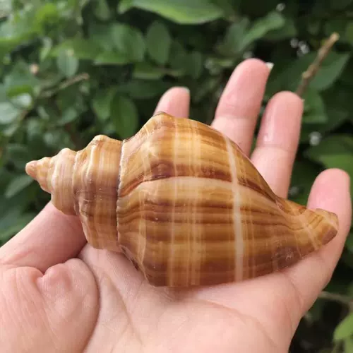 Натуральная раковина белая ароматная улитка рыбака аквариум украшения украшения домашний краб