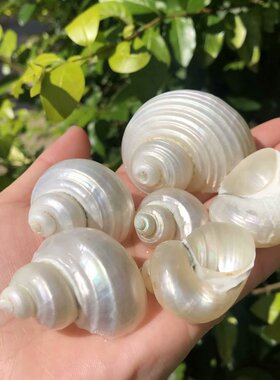 天然海螺贝壳去皮螺寄居蟹替换壳