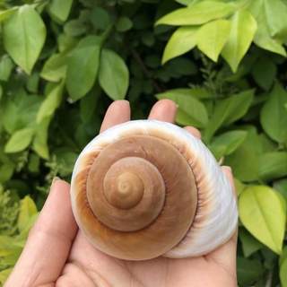 面包螺天然海螺贝壳鱼缸造景水族箱装饰寄居蟹卷贝鱼换壳多肉花盆