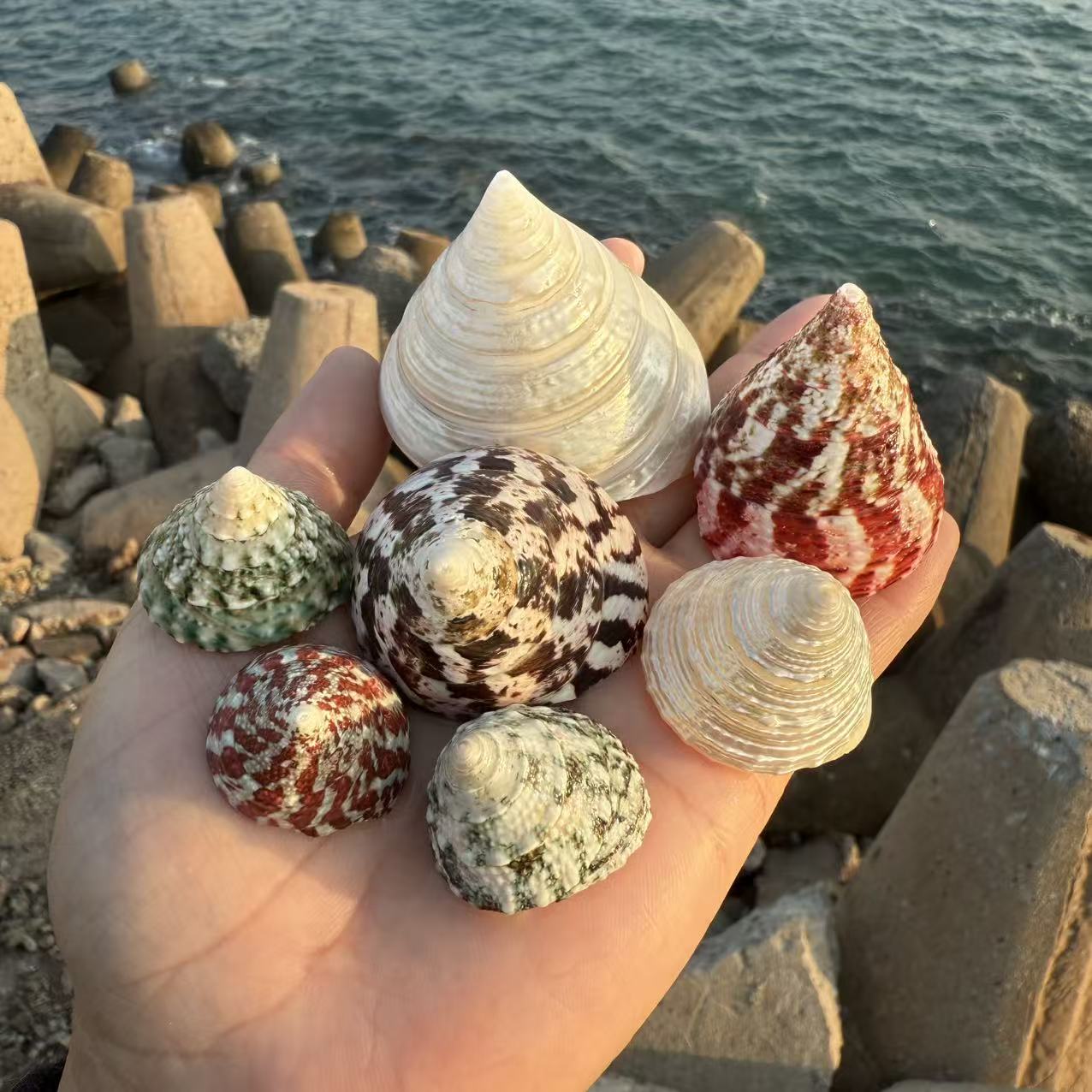 天然贝壳海螺绿塔螺白塔红塔图片