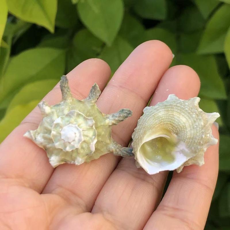 蜗牛刺螺造景水族工艺品天然贝壳