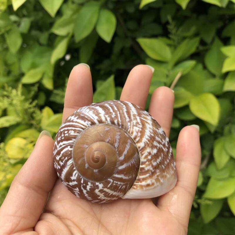 卷贝鱼寄居蟹备用替换壳专用天然贝壳大海螺面包螺鱼缸装饰品摆件