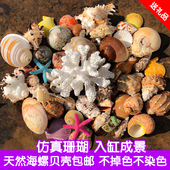 天然贝壳海螺套餐卷贝鱼寄居蟹替换壳攀爬造景鱼缸水族装 饰品摆件