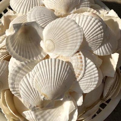 天然大贝壳白扇贝壳diy手工绘画涂鸦装饰品摆件烧烤用夏怡贝