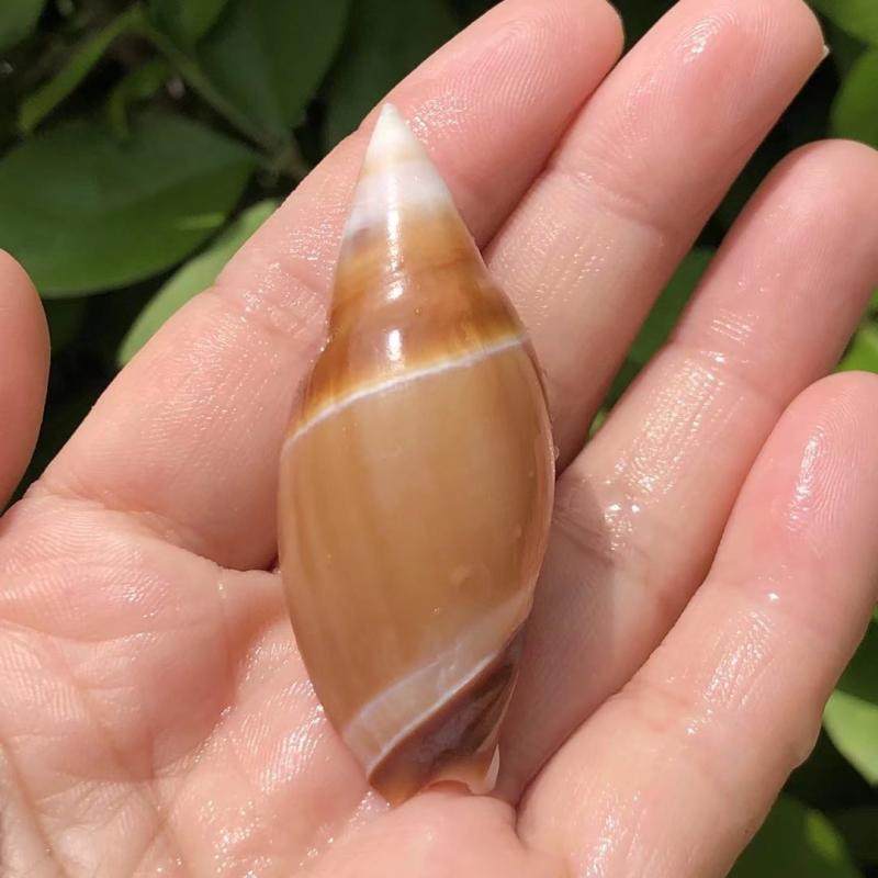 弹头螺天然贝壳海螺标本螺鱼缸水族造景装饰家居摆件寄居蟹替换壳