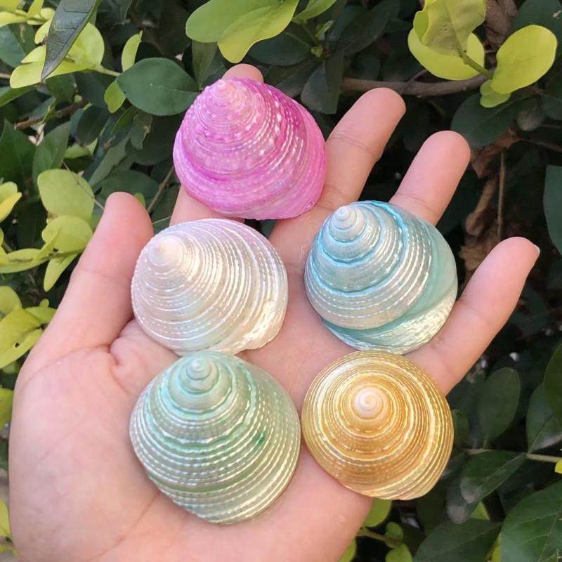 天然贝壳海螺塔螺彩色炫彩荧光标本螺寄居蟹替换壳鱼缸水族装饰大