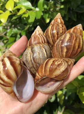贝壳海螺玛瑙蜗牛壳寄居蟹替换壳