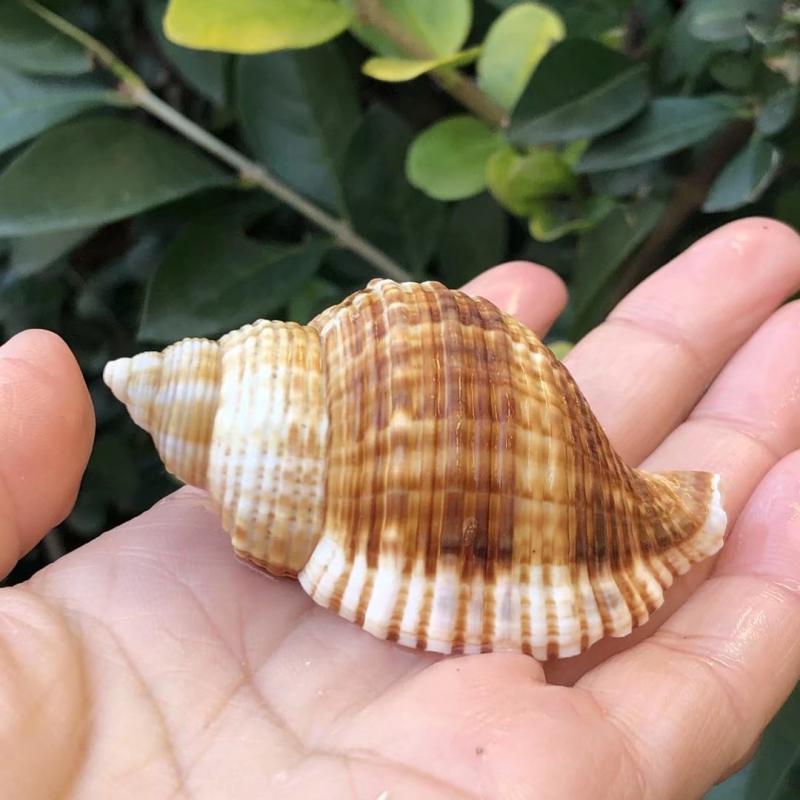 天然贝壳海螺哈娜琴螺水族装饰品