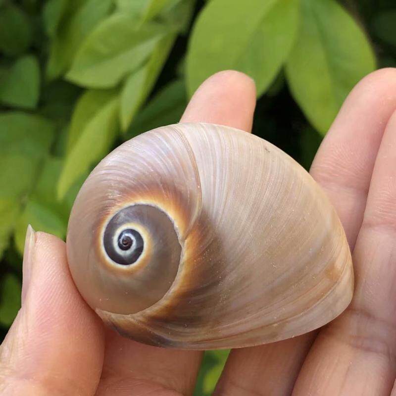 天然贝壳海螺青色蜗牛螺鱼缸水族装饰品寄居蟹替换壳卷鱼贝专用