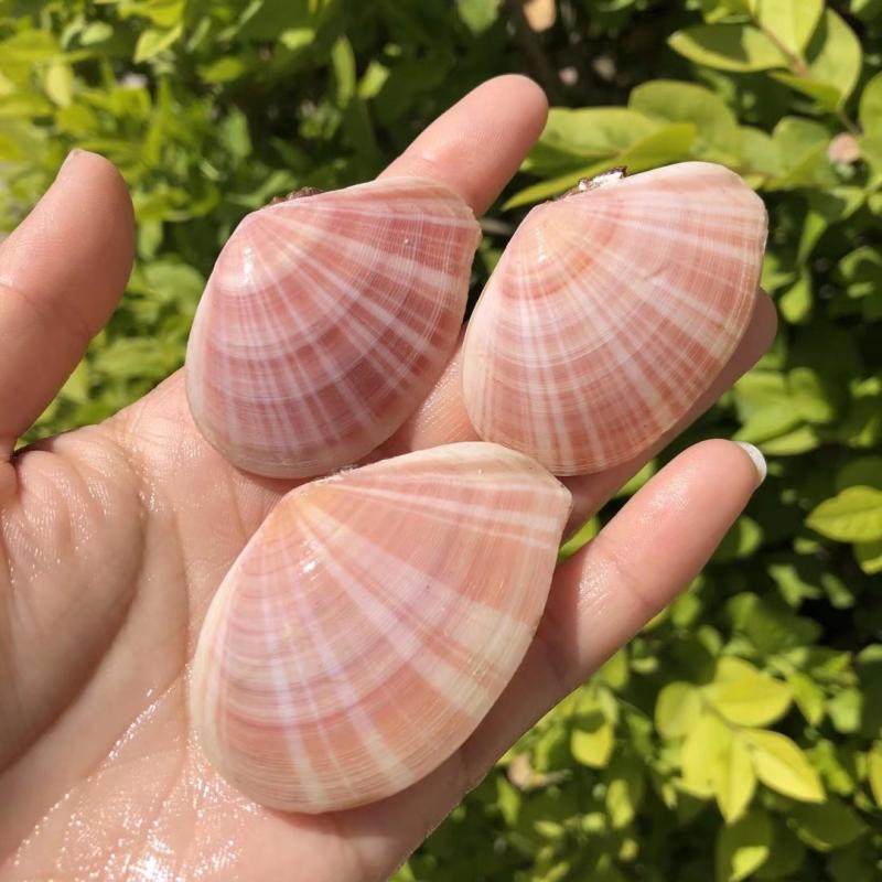 天然贝壳海螺日月樱蛤粉色扇贝紫色标本螺鱼缸水族造景橱窗道具