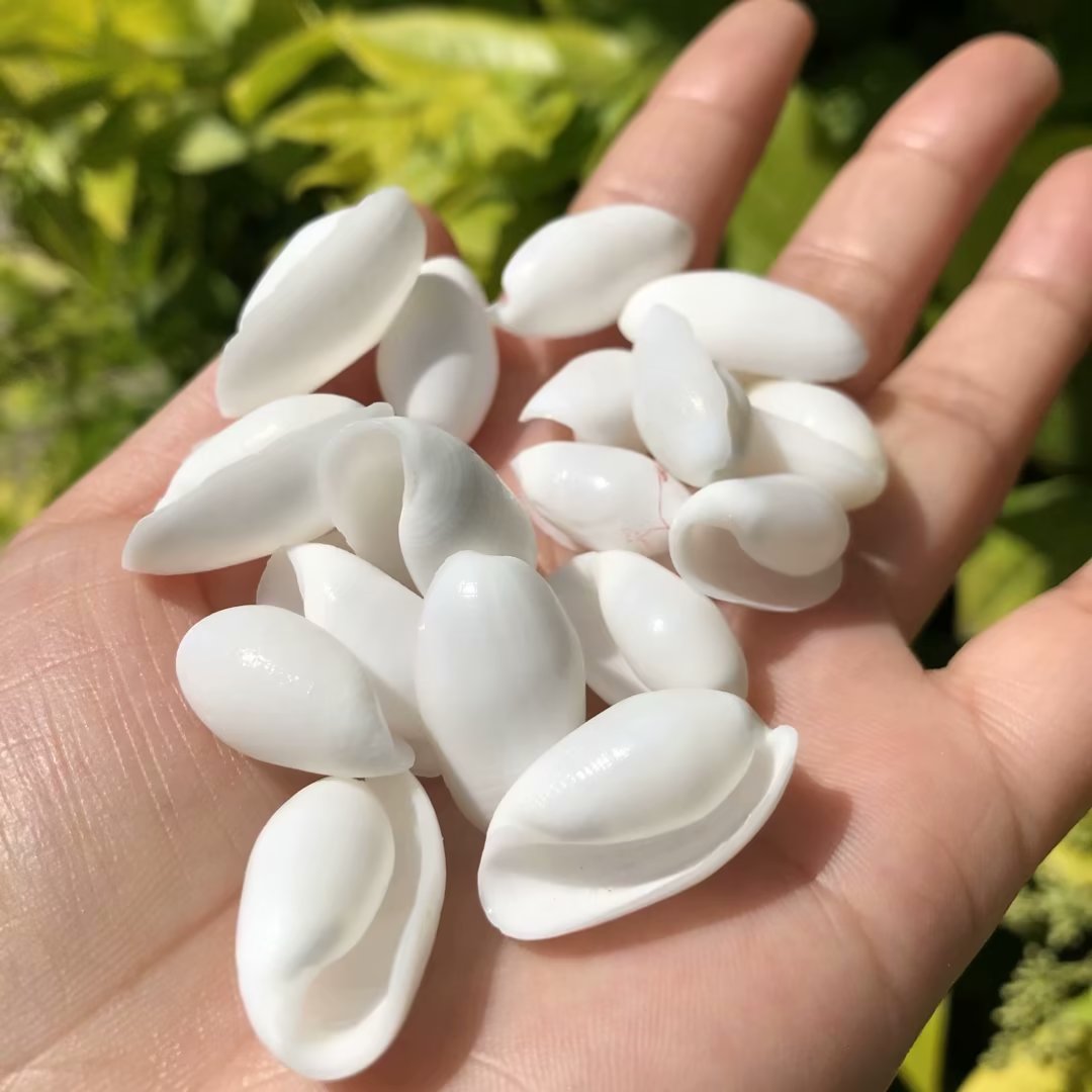 天然白色海螺贝壳迷你标本螺