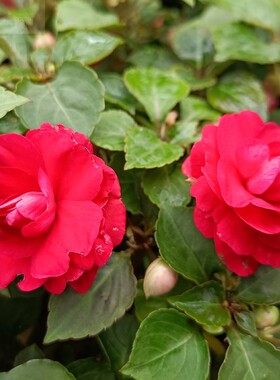 昆明盆栽带花基地玻璃翠