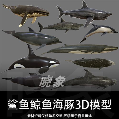 大鱼模型 鲨鱼 鲸鱼 海豚 3D模型 Big Fish Collection Low poly