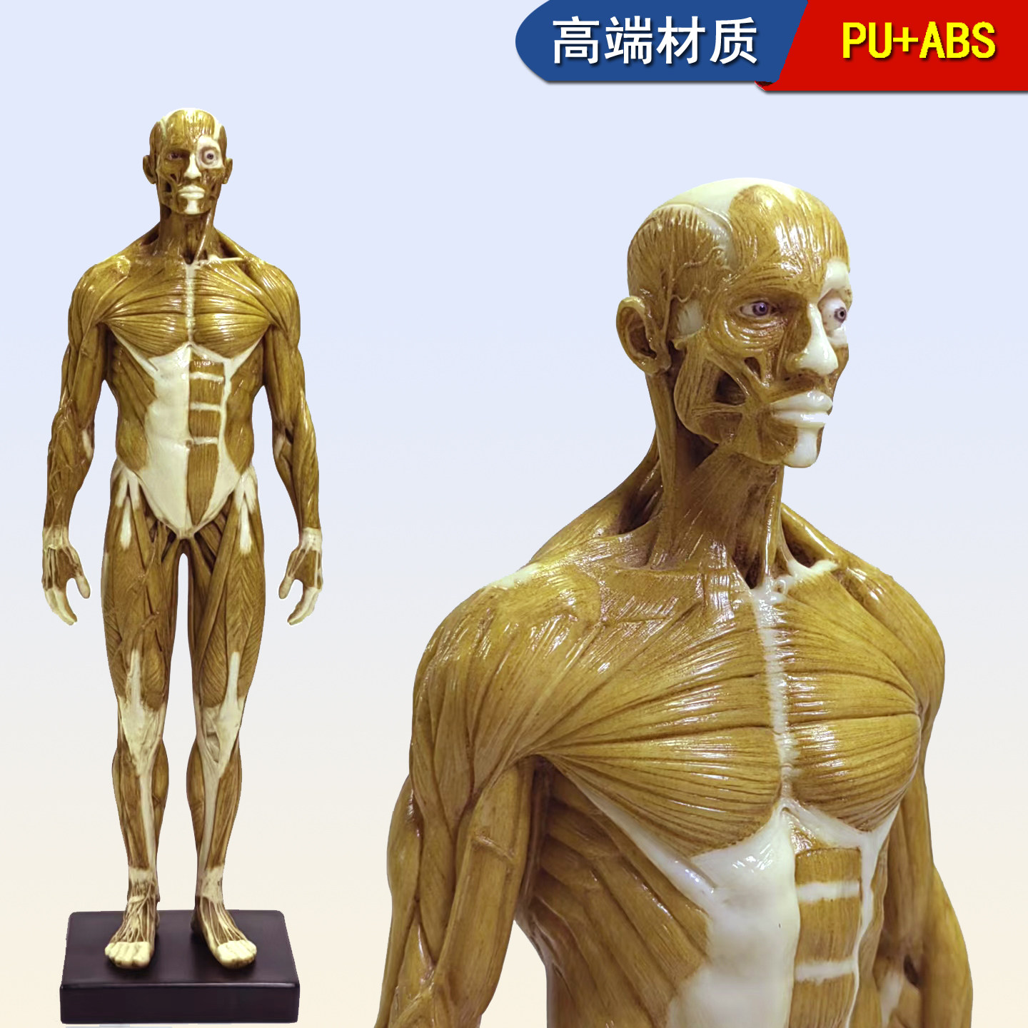 30cm雕塑绘画CG参考医用艺用人体全身肌肉骨骼解剖结构模型美术生