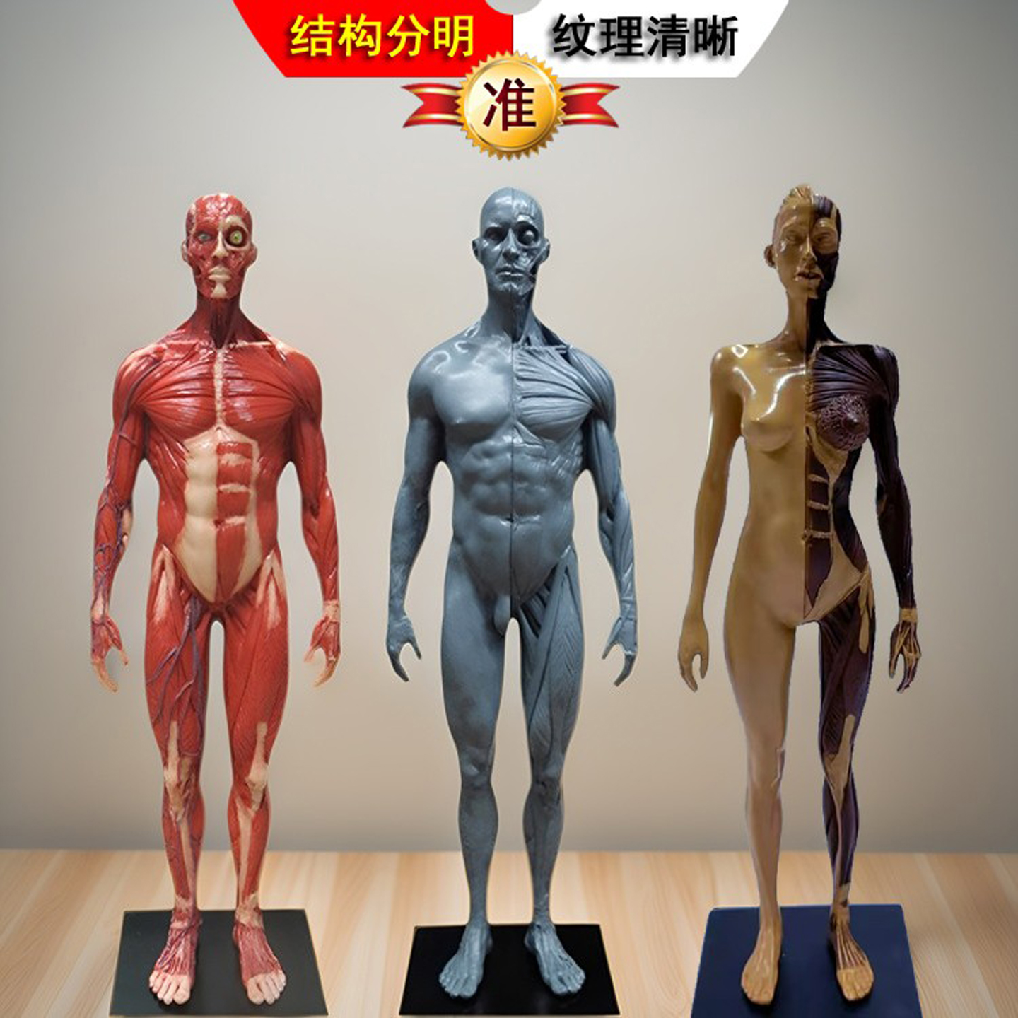 高品质30cm人体肌肉骨骼解剖模型