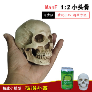 艺用人体肌肉骨骼骷髅头骨绘画参考石膏玩具胸像解剖头颅模型美术