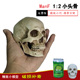 艺用人体肌肉骨骼骷髅头骨绘画参考石膏玩具胸像解剖头颅模型美术