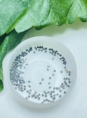 桑蚕卵蚕宝宝金丝蚕学生