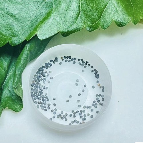 桑蚕卵蚕宝宝金丝蚕学生
