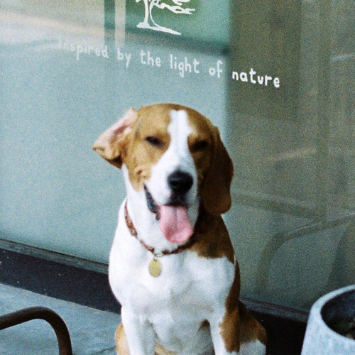 宠物定制项圈狗牌刻字airtag