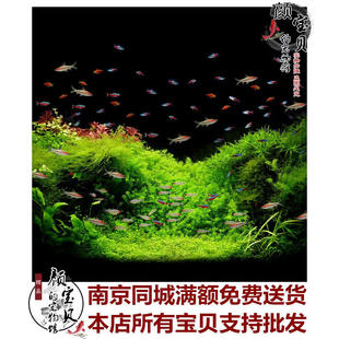 宝莲灯宠物小型缸科活体观赏鱼新手淡水鱼红绿草游水灯热带群游鱼