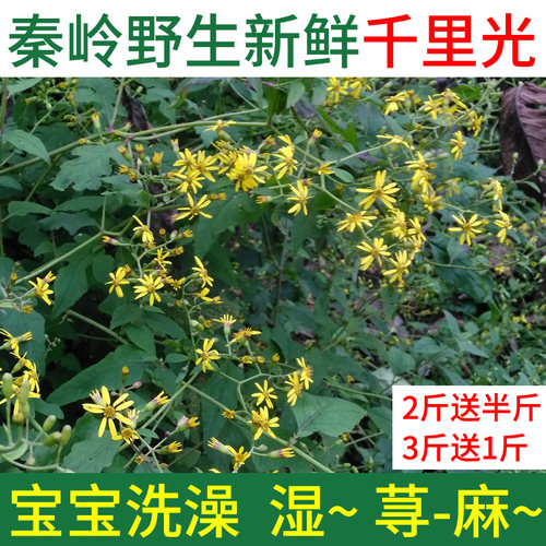千里光眼药水价格 多少钱 千里光眼药水价格 多少钱
