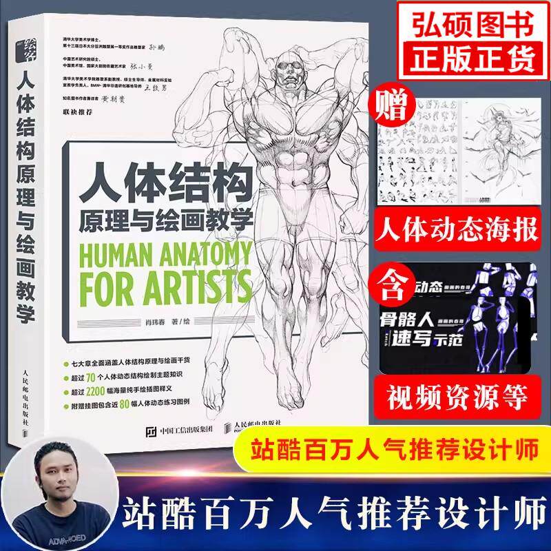 人体结构原理与绘画教学图片