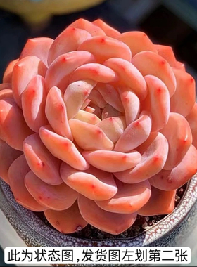 韩版橙梦露 方盆 5-6厘米 多肉植物 大橙子 仙女橙