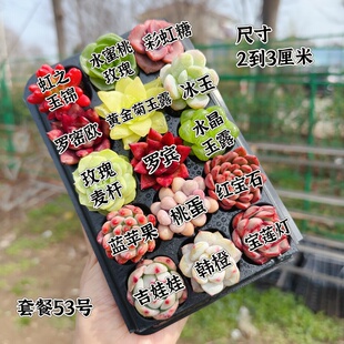 小苗2 15颗多肉套餐 3厘米 编号53号套餐专拍链接