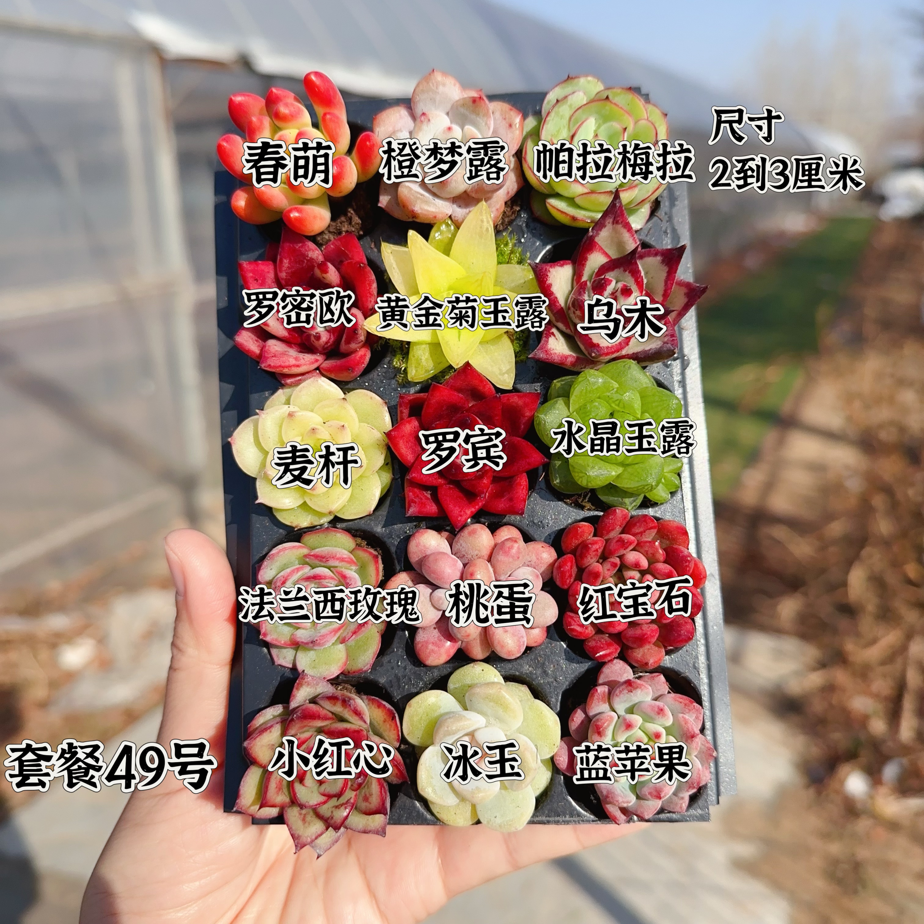 【编号49号套餐专拍链接】15颗多肉套餐 小苗2-3厘米