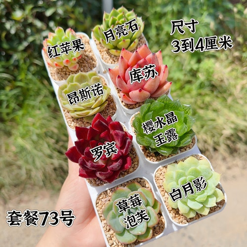 多肉植物 多肉带盆72号套餐8盆 盆5厘米 尺寸3-4厘米