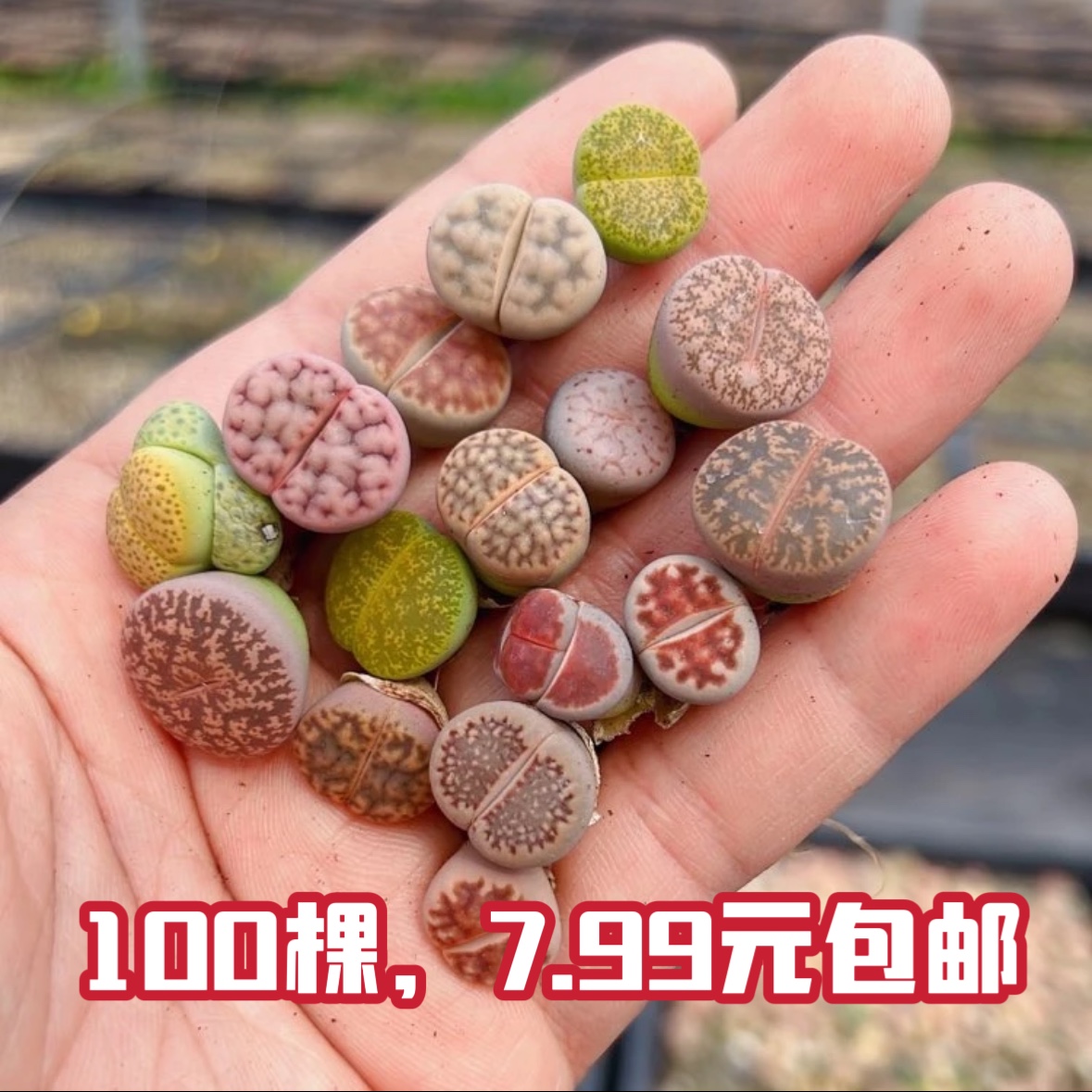 新疆包邮百货区【一件包邮】生石花屁屁多肉番杏科多肉植物pp花石