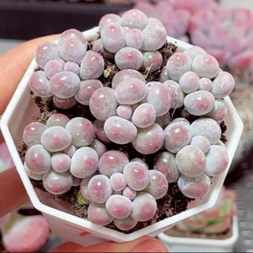 汤圆 7颗  1-2厘米 多肉 多肉植物 小萌物 小可爱