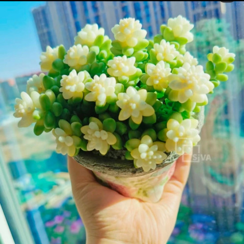雪花玉坠 9-10厘米 多肉植物 绿植盆栽 多肉带盆带土